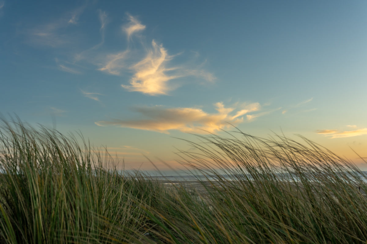 Golden hour through beachgrass
