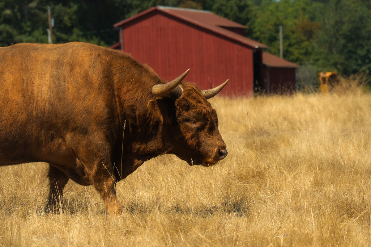 Highland Cattle (Bull)