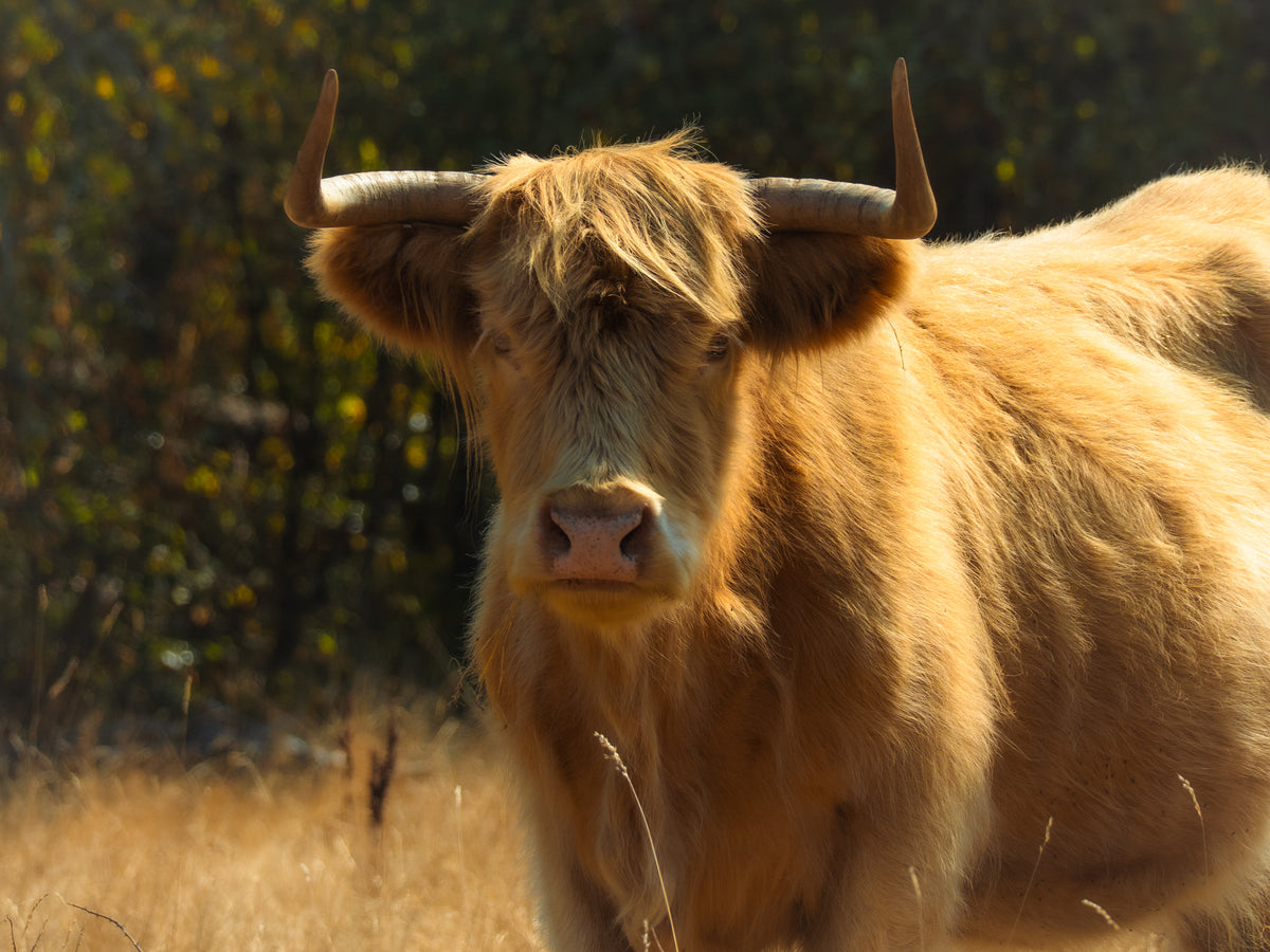 Highland Cattle (Red)